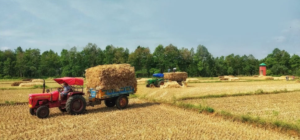 salmanjori-farm