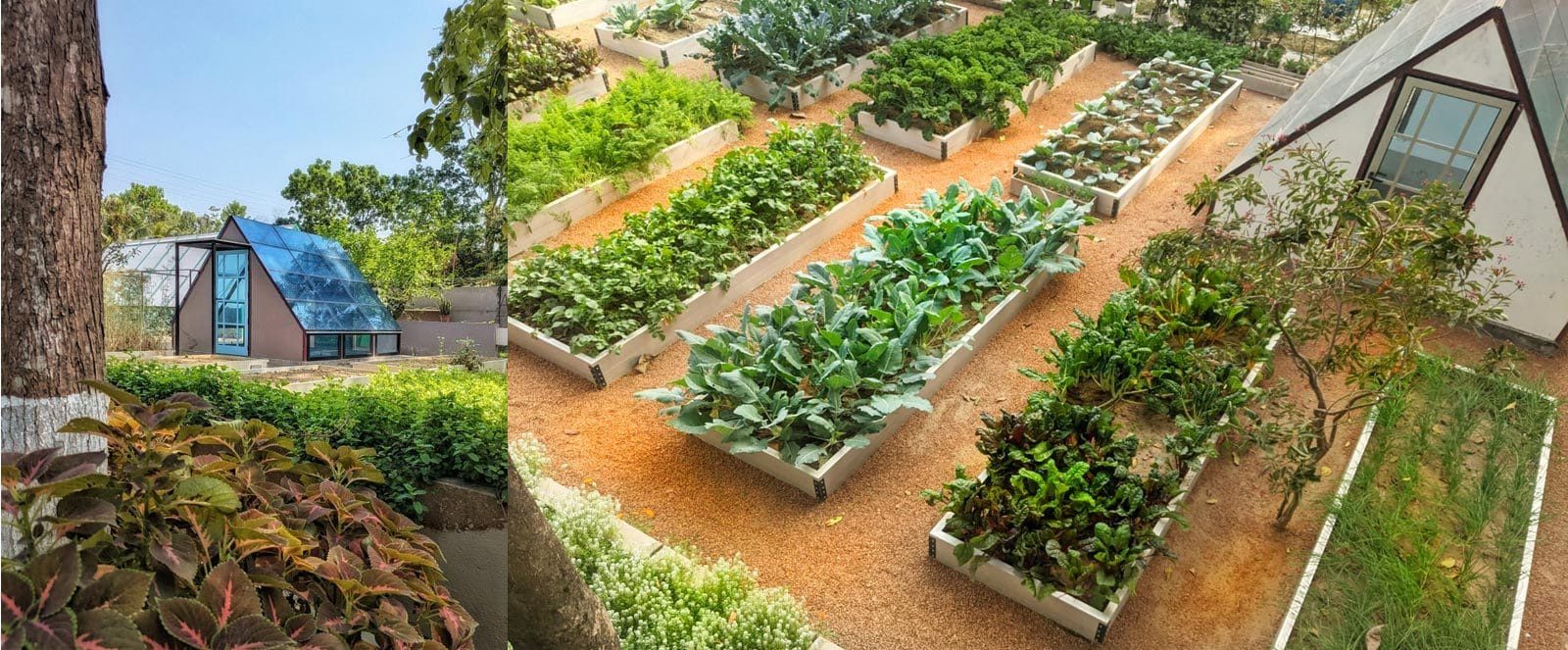Kitchen Garden